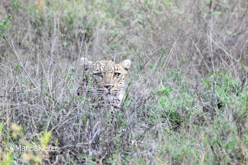 Leopardo al Kruger Park ©MarziaKeller