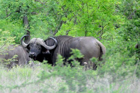 Bisonti al Kruger Park ©MarziaKeller