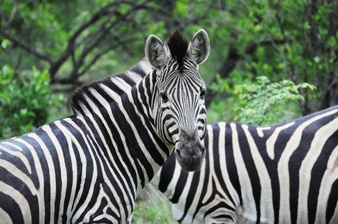 Zebre al Kruger Park ©MarziaKeller