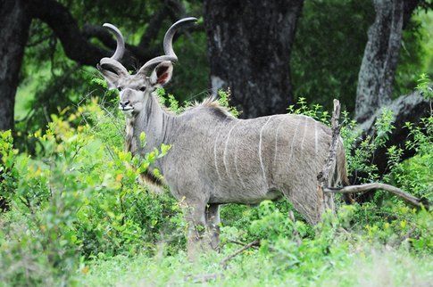 Kudu al Kruger Park ©MarziaKeller