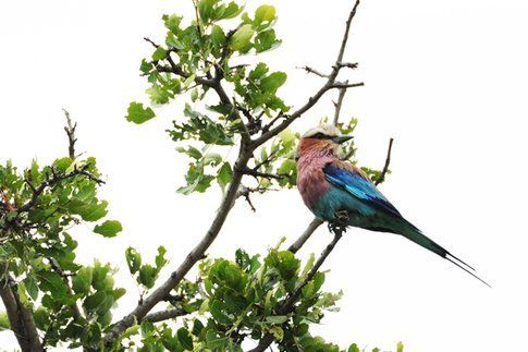 Lilac-breasted Roller al Kruger Park ©MarziaKeller