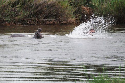 Ippopotami al Kruger Park ©MarziaKeller