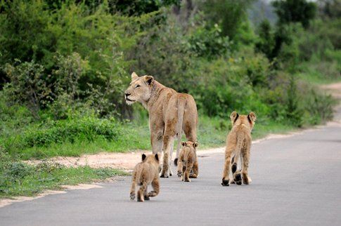 Leonessa e cuccioli al Kruger Park ©MarziaKeller