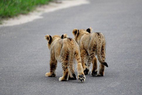 Leoncini al Kruger Park ©MarziaKeller