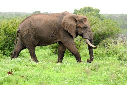 Elefante al Kruger Park ©MarziaKeller