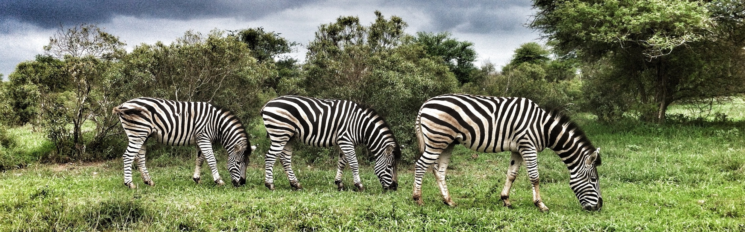 Diario di viaggio in Sudafrica: il mio safari al Kruger National Park