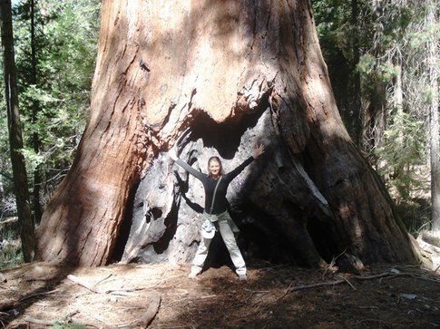 Le sequoie giganti di Mariposa Grove