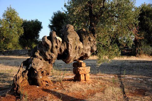 Ulivo secolare alla Masseria Brancati