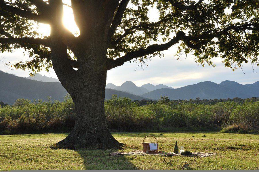 Platbos_Reserve_Oak_Tree_Picnic