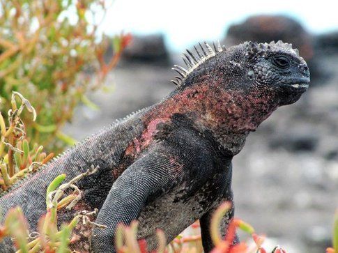 Iguana marina Galapagos