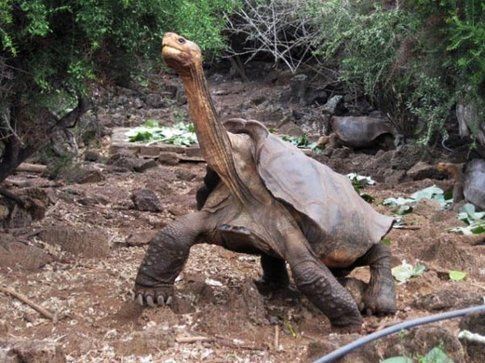 Tartaruga gigante galapagos