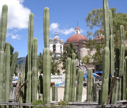 Steccato di cactus a Mitla – Oaxaca © Francesco Gardella - © LonelyPlanet