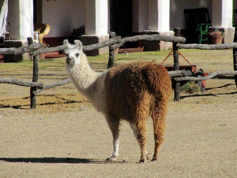 Alpaca, animale che dal Nord dell'Argentina al Perù diventerà molto comune incontrare - Foto by www.viaggiare-low-cost.it