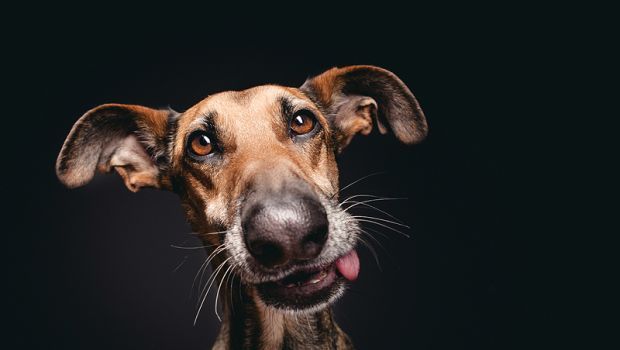 Elke Vogelsang: attraverso le sue foto, i cani diventano social
