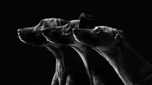 Foto di Elke Vogelsang