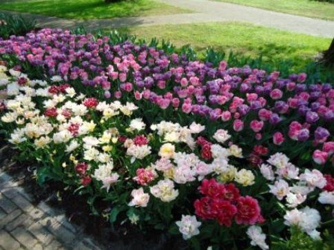 I meravigliosi giardini di Keukenhof . Foto: Parliamodiviaggi