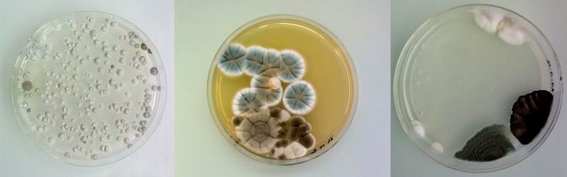 Contaminazioni magiche e l'arte della muffa