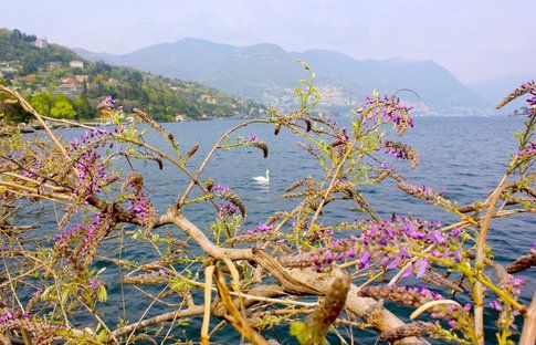 Glicini sul lungolago - foto di Elisa Chisana Hoshi