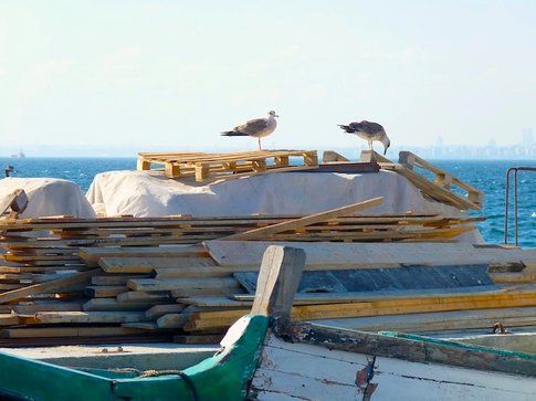 Gabbiani alle Isole dei Principi - foto di Elisa Chisana Hoshi