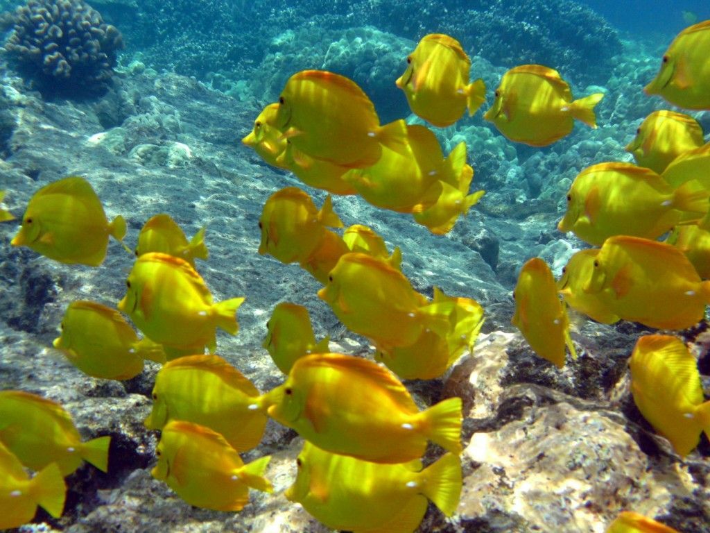 Le migliori isole nel mondo dove fare snorkeling (Parte I)