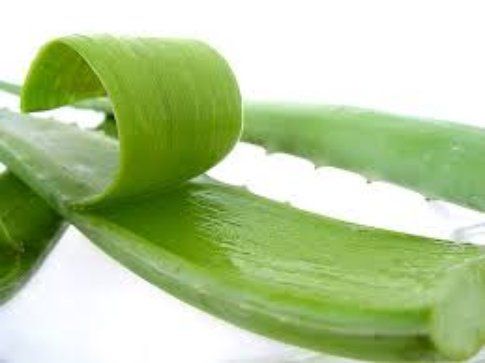 Aloe vera