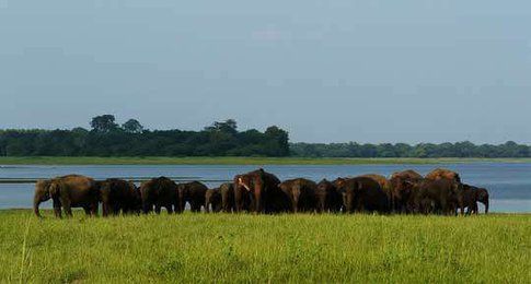 Parco Nazionale Minneriya - Sri Lanka