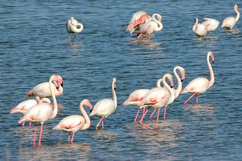 Fenicotteri in Camargue - photo Claude Valette