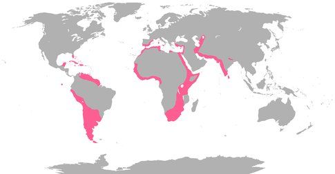 Distribuzione mondiale dei fenicotteri rosa