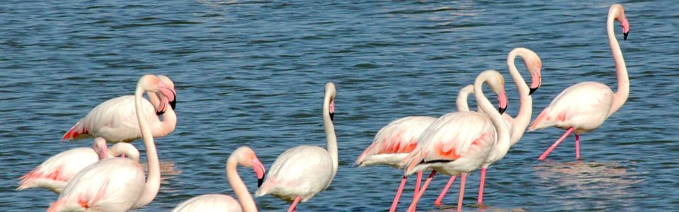 Sulle tracce dei fenicotteri rosa