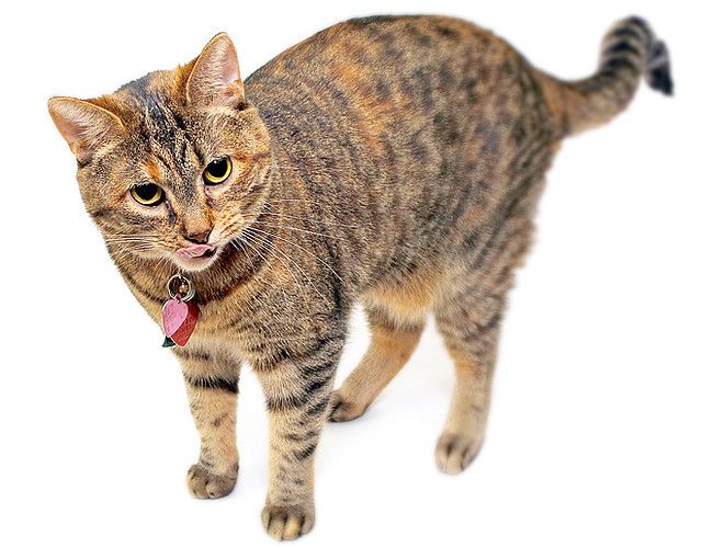 Gatti: 6 cose che solo chi vive con loro può capire!