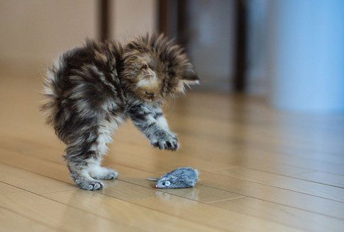 Gatti: 6 cose che solo chi vive con loro può capire!