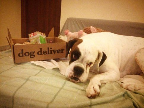 Achille ha già il bocca il primo snack di Dog Deliver