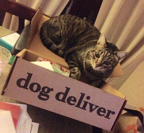 Ettore reclama una Cat Deliver!