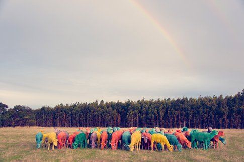 Rainbow Sheep I