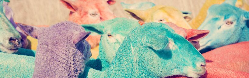 Il sogno di Gray Malin: fotografare pecore colorate