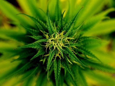 Fiore della pianta di Marijuana