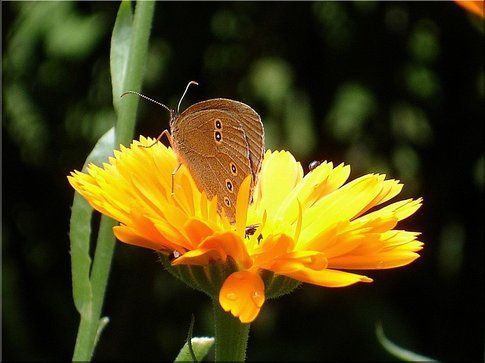 Fiore di calendula