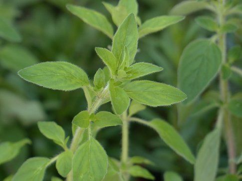 Origano, antibatterico per la pelle