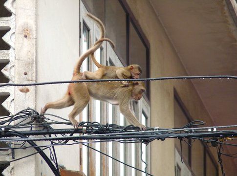 Le scimmiette di Lopburi - foto di Elisa Chisana Hoshi