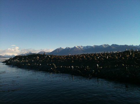 Isla de los pajaros