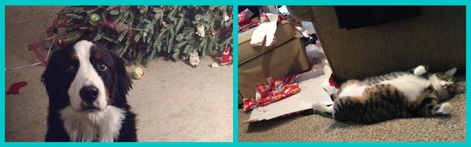 Cani, gatti e alberi di Natale: i disastri più divertenti