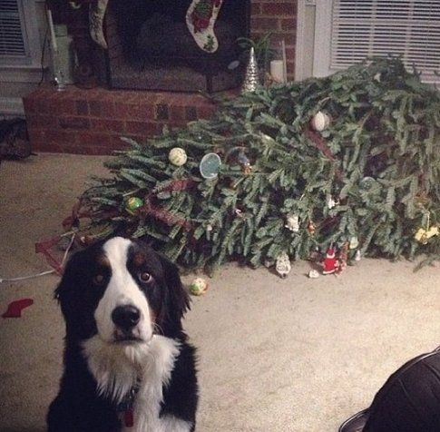 Per fortuna sei tornato, l'albero è svenuto! (imgur.com)