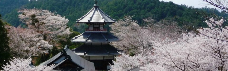 Viaggio in Giappone per la fioritura dei ciliegi