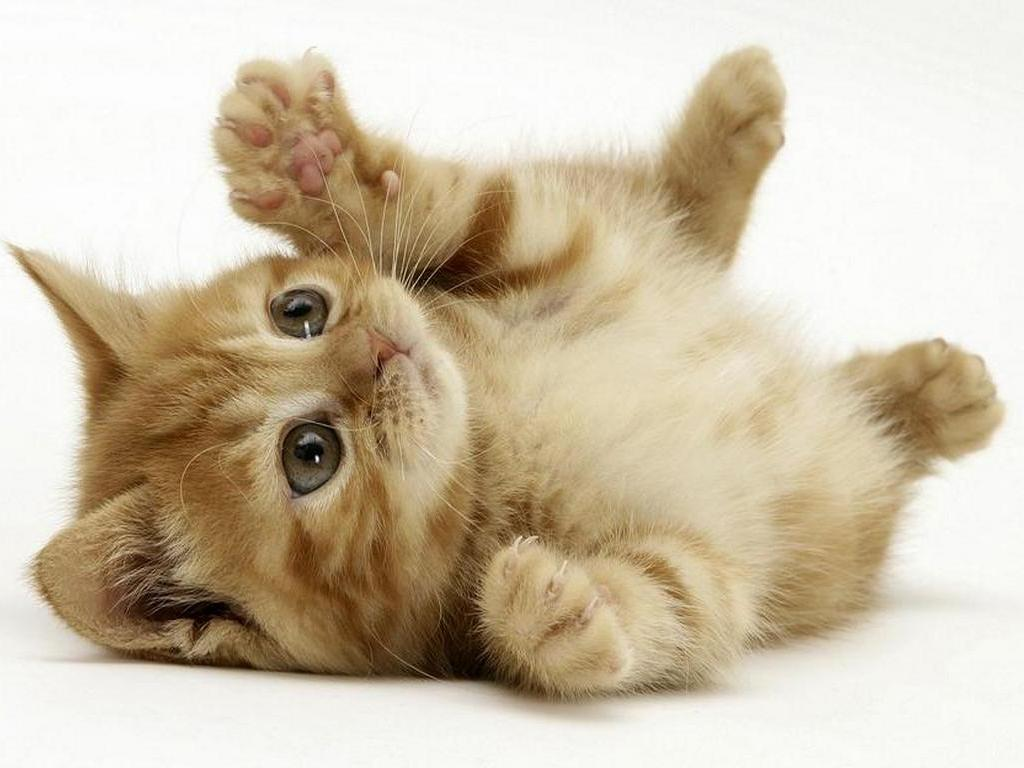 Oggi è la festa del gatto!