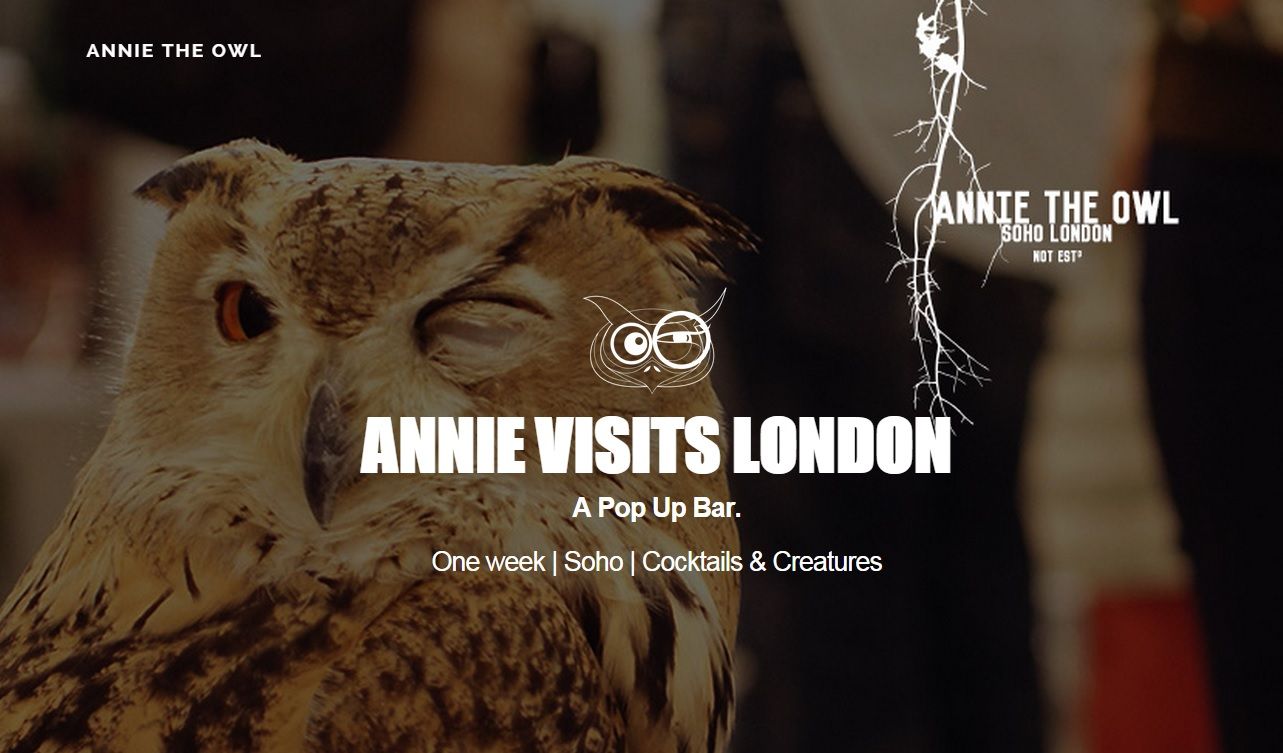 A Londra apre Annie The Owl, il primo gufo-bar occidentale