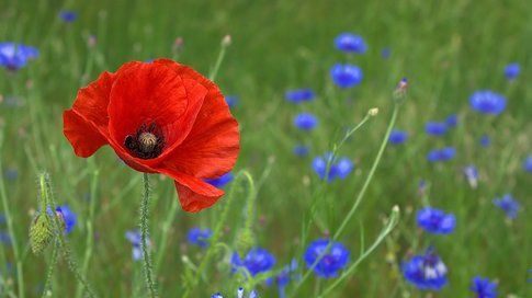 Giornata Mondiale della natura