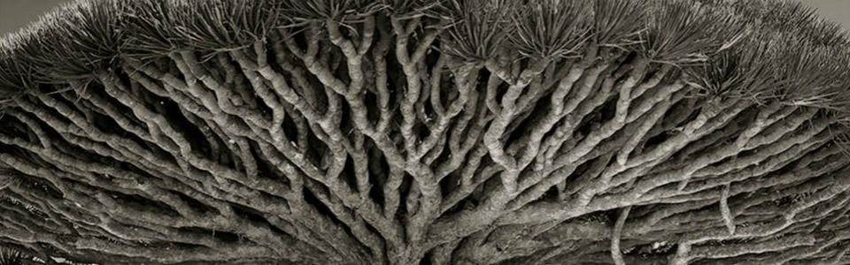 Beth Moon fotografa gli alberi più antichi della terra
