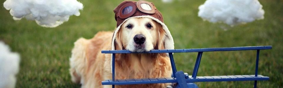 Weekend con il cane: le migliori destinazioni Italiane