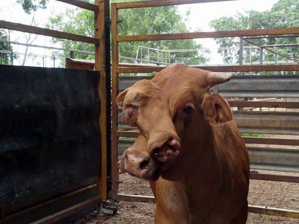 In vendita su Facebook un toro con due facce