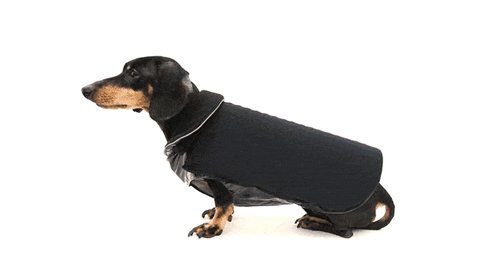 Cappotto per cani con LED - Fonte: DailyMail